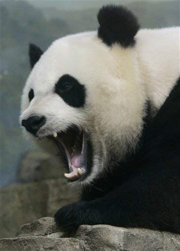 070706_panda_zoo_021