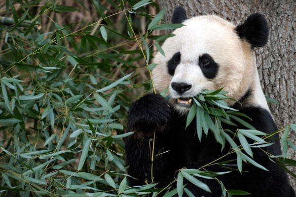 9-17-12-National-Zoo-panda_standard_600x400