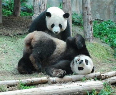 captxin10101280856thailand_giant_panda_x_1