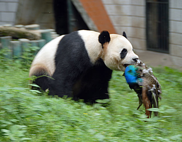 panda-peacock_1885864i